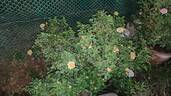 Gold Reef ® rose photo