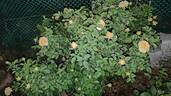 Gold Reef ® rose photo