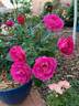Shining Moment rose photo