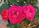Shining Moment rose photo