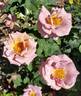 Connie's Sandstorm rose photo