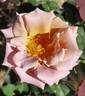 Connie's Sandstorm rose photo