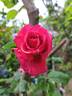 Joli coeur ® rose photo