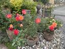 Desert Peace ™ rose photo