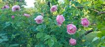 The Alnwick Rose rose photo
