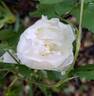 Crème Chantilly rose photo
