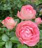 Acropolis ® rose photo