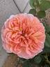 The Impressionist ™ rose photo