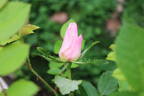 Cole's Settlement rose photo