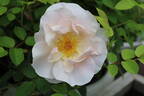 Cole's Settlement rose photo