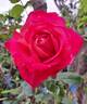 Joli coeur ® rose photo