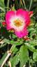 Bukavu rose photo