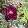 Diamond Eyes rose photo