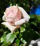 Pink Eureka rose photo