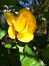 Lemon Fizz ® rose photo