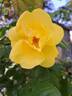 Lemon Fizz ® rose photo