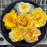 Alex's Lemonade Stand rose photo