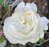 Bolero ™ rose photo