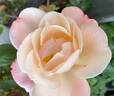 Fire Opal Kolorscape ™ rose photo