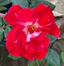 Old Master rose photo
