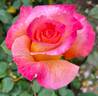Mardi Gras ™ rose photo