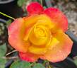 Rainbow Sunblaze ® rose photo