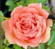 Orange Elf rose photo