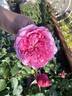 Carey rose photo