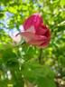 Baronne Edmond de Rothschild, Cl. rose photo