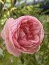 Duchesse de Brabant rose photo