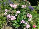 Odyssey rose photo