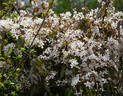 Apple Blossom clematis photo