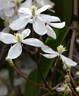 Apple Blossom clematis photo