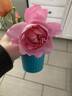 Mary Rose ® rose photo