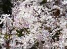 Apple Blossom clematis photo
