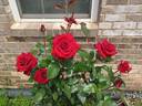 Black Magic ® rose photo
