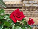 Black Magic ® rose photo