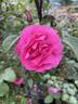 Président Willermoz rose photo