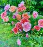 Coral Knock Out ® rose photo