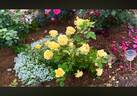 Golden Zest ™ rose photo