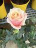 La Sardana rose photo
