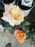 La Sardana rose photo