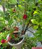 Zepeti rose photo