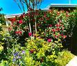 Hanseat rose photo