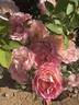 Marc Chagall ™ rose photo