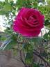 Baronne Edmond de Rothschild, Cl. rose photo