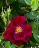 La Belle Sultane rose photo