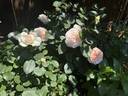 Bliss Parfuma rose photo