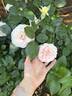 Bliss Parfuma rose photo