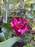 A Night of Magic rose photo